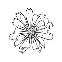 Chicory flower. Line drawing. Black and white illustration. Vector.