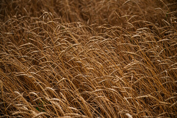 A field of golden ripe wheat is mowing at sunset