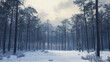 © VASSELL TRADING - snowy forest winter landscape - dark trees, fog, cold atmosphere