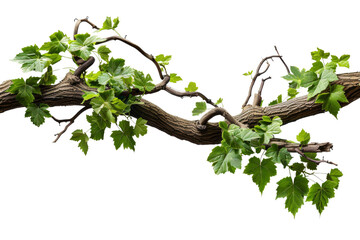 A branch with green leaves is shown on a white background