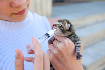 A newborn kitten drinks milk from a syringe. Artificial feeding.