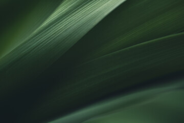 Dark green leaf texture, Natural green leaves using as nature background black wallpaper or tropical leaf cover page