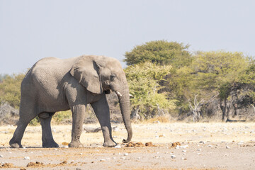 a lone african elephant bull walking through the dry landscape in etosha national park.