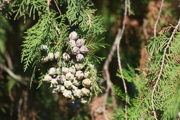 branch of  of oriental arborvitae (Platycladus orientalis) with cones
