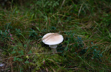 mushroom in the grass