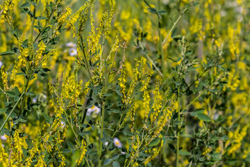 Wall Mural - In the wild bloom Melilotus officinalis - honey, essential oil and medicinal plant