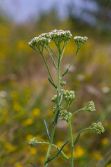 Wall Mural - common yarrow achillea millefolium with fly Tachina fera