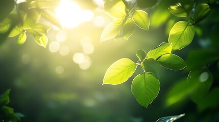 Sunlit Green Leaves