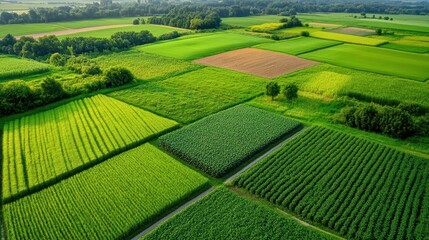 Canvas Print - Aerial view of soil plots under analysis, each showing different soil treatments