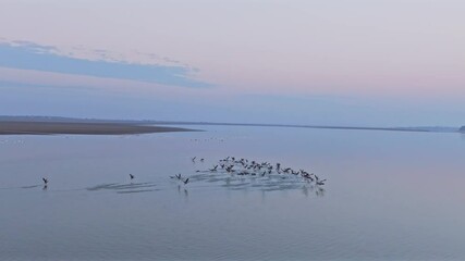 Sticker - birds flying over the lake