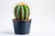 © Watcharakorn - cactus isolated on whitecactus, plant, pot, flower, nature, succulent, green, thorn, isolated, desert, botany, houseplant, small, sharp, flora, grow, potted, decoration, prickly, growth, flowerpot, ca