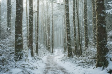 Poster - Snow-covered path leading through tall trees in the forest, with mist hanging low over it. Scene is serene and peaceful, capturing an ethereal quality to both nature's beauty and winter's coldness
