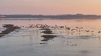 Sticker - Migratory birds in winter, sunset at Poyang Lake in Jiangxi