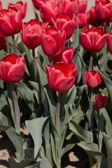 Wall Mural - Tulip Surrender, red flowers in spring sunlight