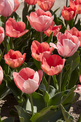 Wall Mural - Tulip Salmon Eijk, pink flowers in spring sunlight