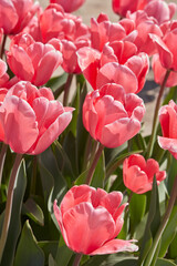 Wall Mural - Tulip Pink Impression flowers in spring sunlight