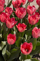 Wall Mural - Tulip Pink Sound, pink flowers in spring sunlight
