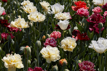 Wall Mural - Assorted tulip flowers in white, pale yellow, dark red colors texture background in spring sunlight
