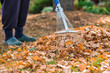 © Юлия Клюева - A bunch of autumn leaves and a woman is doing a general cleaning in the garden. In autumn, people clean the lawn of dry leaves. Gardening. Garden cleaning.