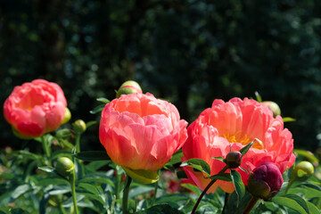 Wall Mural - Blooming pink peonies in a flowerbed