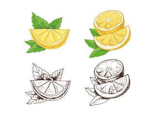 Hand drawn vector lemon sketch. Plant with leaves. Lemon, slice and lemon half. Сitrus. Orange, 
grapefruit. Vector illustration. Great for poster, menu or label.