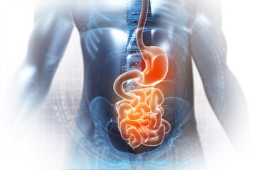 Wall Mural - Human stomach and digestive system anatomy on scientific background. 3d illustration.