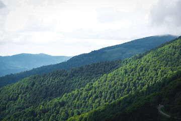 Mountain slope with deciduous forest at Col de la core in France