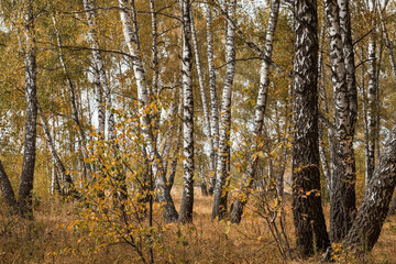 Beautiful autumn landscape. Russian nature and culture. Background of birch trees, wood texture. Birch with falling leaves in late autumn.