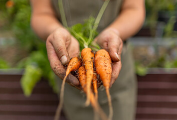 Farmer is holding fresh organic carrots