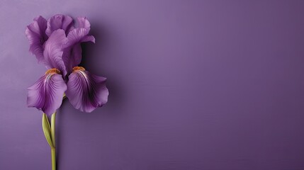 An artistic representation of a single purple blooming iris against a seamless, solid-coloured background. 