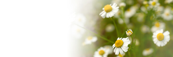 Chamomile flowers field in sun ligh. Web-banner with place for text