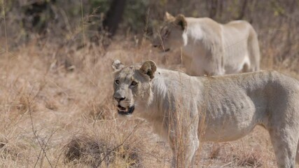 Wall Mural - a slow motion close up tracking clip of two lioness approaching at pilanesberg national park in south africa