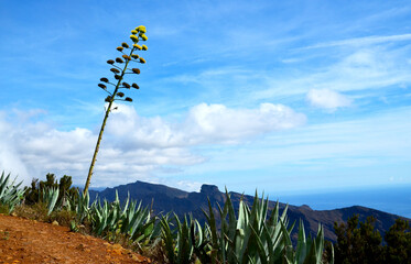 Beautiful view of Teno Alto volcanic landscape with Agave americana or Century plants growing wild in Tenerife,Canary Islands, Spain.Travel concept.
Selective focus. 