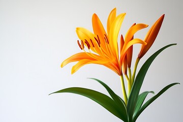 Wall Mural - Orange Lily on a White Background