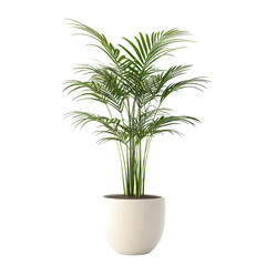 modern indoor ficus plant isolate on transparency background png isolated