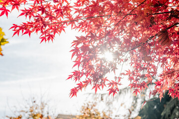 Sunlight shining through red maple leaves in autumn, vibrant fall foliage on tree branches. Beautiful red autumn leaves with sunlight filtering through the branches on a clear day. 