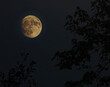 © Guy Sagi - Yellow and orange moon in the night with silhouetted tree limbs in the foreground