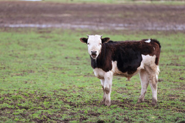 A cow is standing in a field with a muddy ground. The cow is looking at the camera and he is curious