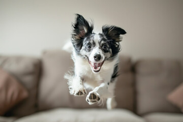 Happy dog jumping with excitement in a cozy living room