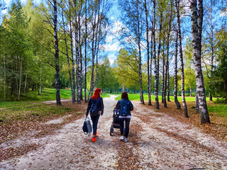 Two women walk along a path through a birch tree forest in the fall. Tourism, travel, trip, tourist,