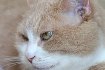 Aufkleber - Close-up portrait of a cat with striking green eyes