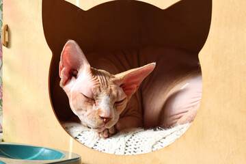 Aufkleber - A feline friend reclines comfortably in a corrugated container, taking a nap