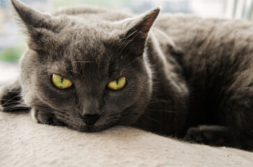 A portrait of a Russian Blue cat with large sad eyes