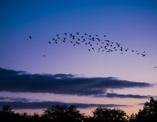 Poster - A flock of birds soars across the sky at twilight, their dark silhouettes standing out against the deepening shades of blue and purple.