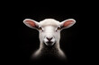© PhotoGranary - A lamb faces forward against a dark background, symbolizing purity and the Christian concept of the Lamb of God, representing sacrifice and innocence.