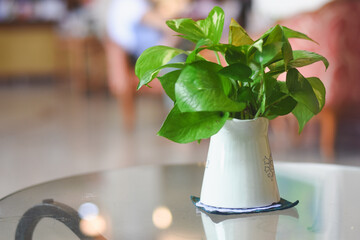 Spotted betel plant in metal pot on wooden table at office background.