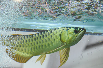 arowana fish in the aquarium