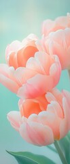 Wall Mural - Three pink flowers with white petals are arranged in a vase