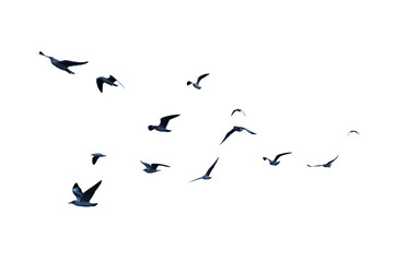 many birds flying on sky isolated on white background.