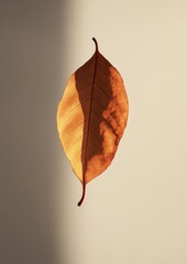 Poster - A leaf is shown in a shadow on a white background